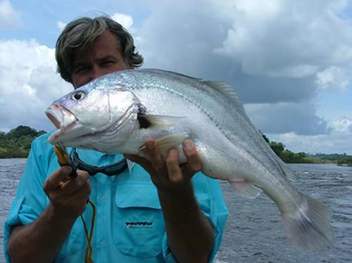 Corvina de água doce - Posada Rio XinguCorvina de água doce - Posada Rio Xingu  